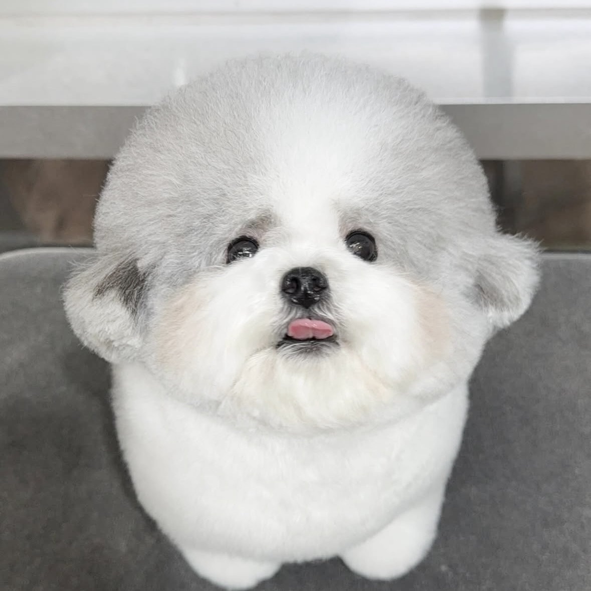 333 Dog-Care トリミングの道具店