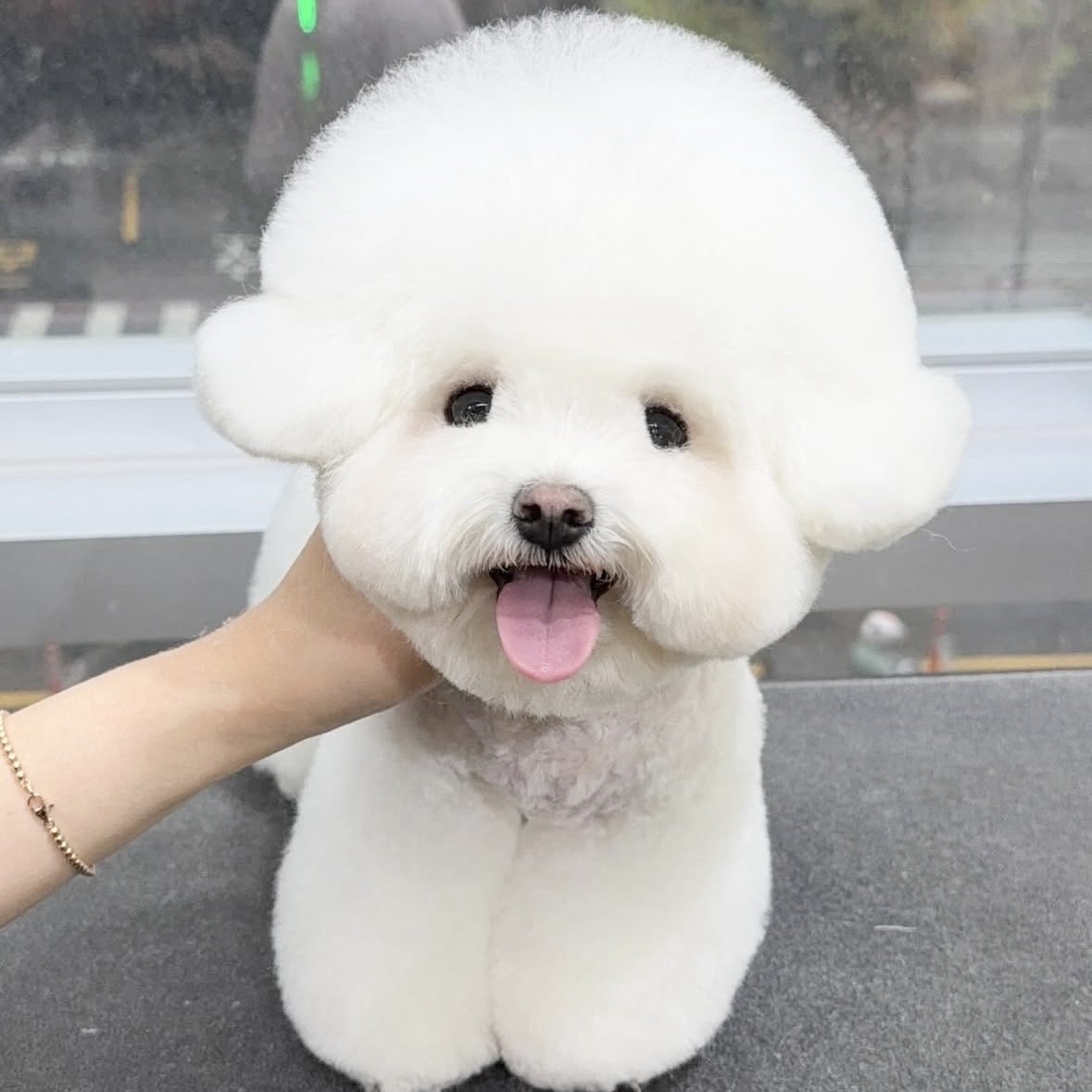 333 Dog-Care トリミングの道具店
