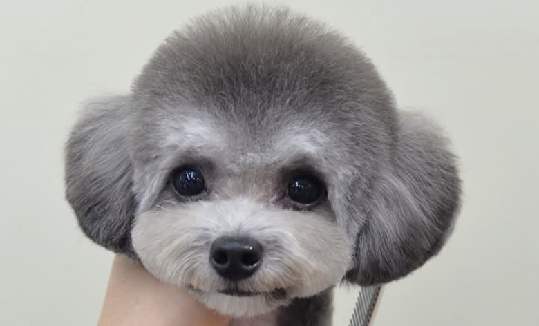 333 Dog-Care トリミングの道具店