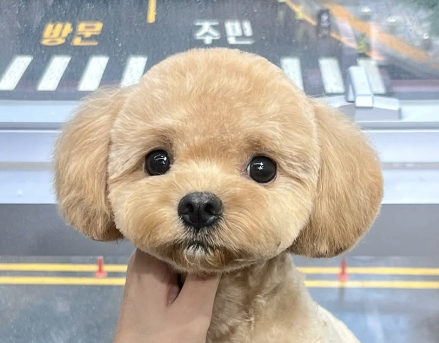 333 Dog-Care トリミングの道具店