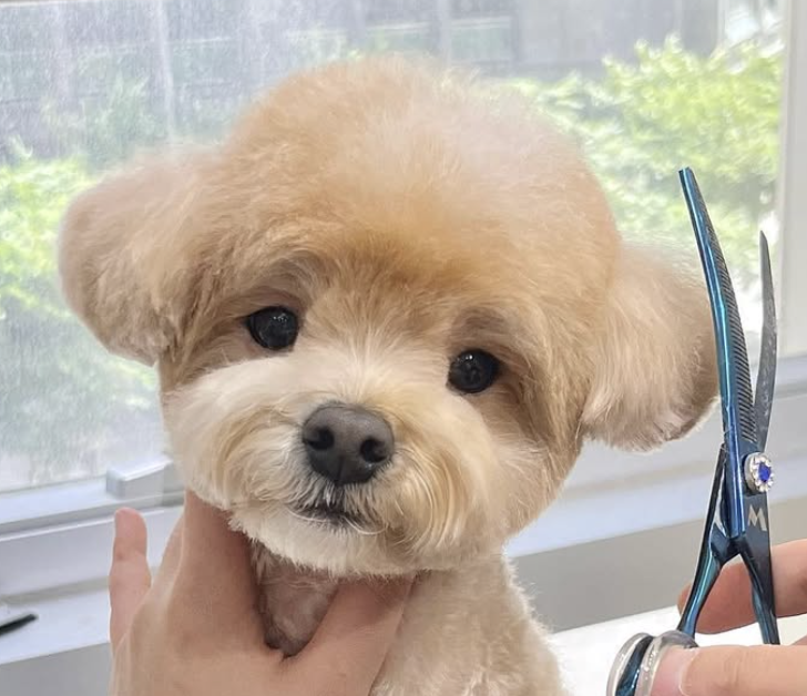 333 Dog-Care トリミングの道具店