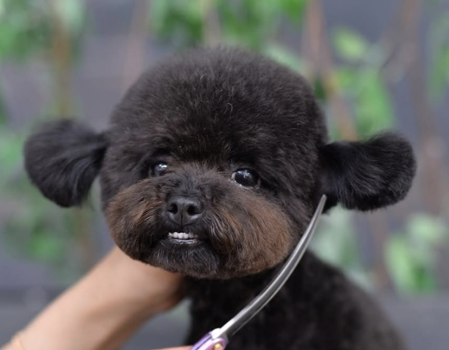 333 Dog-Care トリミングの道具店