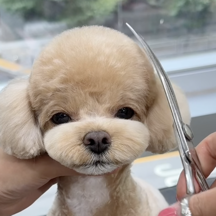 333 Dog-Care トリミングの道具店