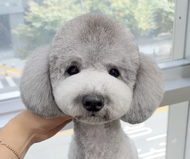 333 Dog-Care トリミングの道具店