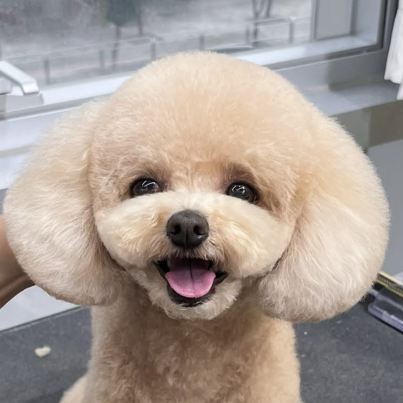 333 Dog-Care トリミングの道具店