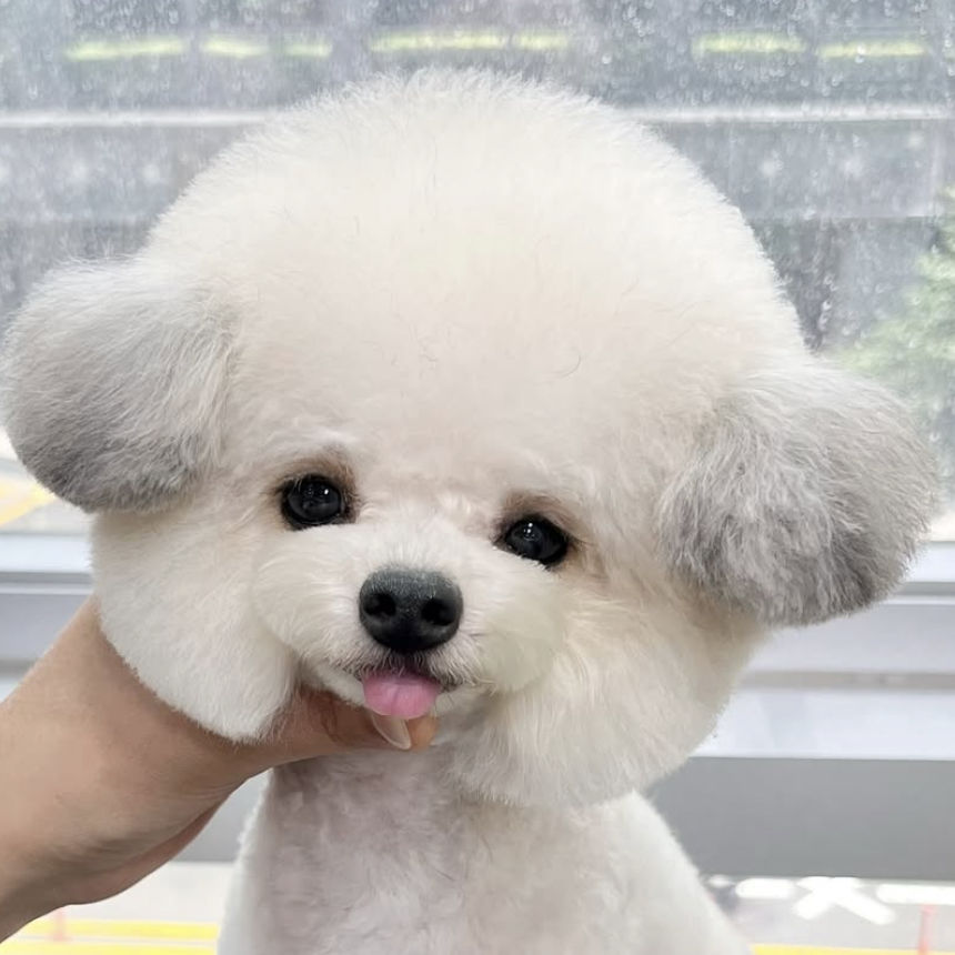 333 Dog-Care トリミングの道具店