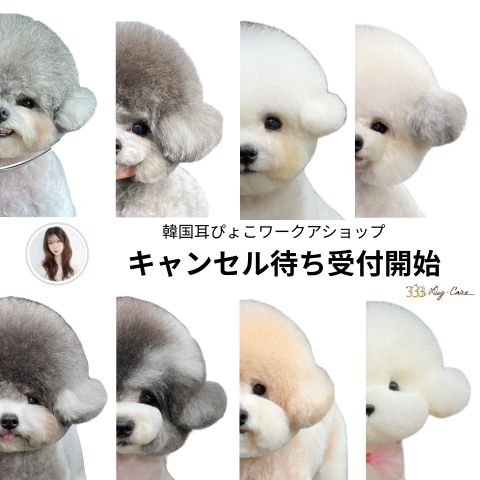 ＜キャンセル待ち＞ウィッグで実践！ダウンちゃんのふんわり耳ピョコカット (複製)