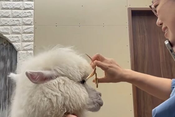 333 Dog-Care トリミングの道具店